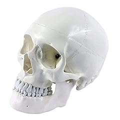 Erwey cranio anatomico usato  Spedito ovunque in Italia 