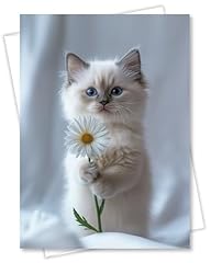 Catneverland ragdoll kitten for sale  Delivered anywhere in USA 