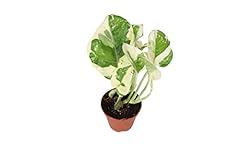 Pothos joy 2.5 for sale  Delivered anywhere in USA 