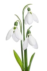 Spring bulbs snowdrop for sale  Delivered anywhere in UK