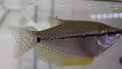 Aquarium plants discounts for sale  Delivered anywhere in USA 