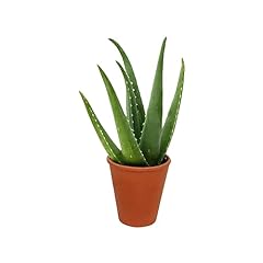 American plant live for sale  Delivered anywhere in USA 