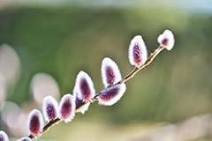 Purple pussy willow for sale  Delivered anywhere in USA 