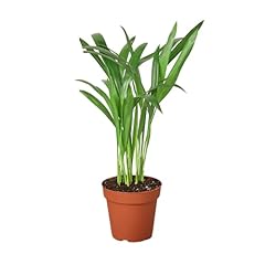 House plant shop for sale  Delivered anywhere in USA 