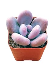 Succulents plants live for sale  Delivered anywhere in USA 