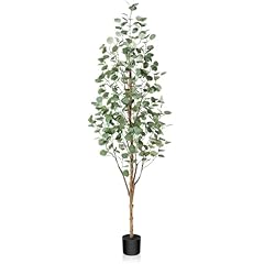 Kazeila plante eucalyptus d'occasion  Livré partout en Belgiqu