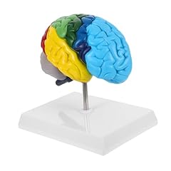 Kichouse gehirnmodell anatomis gebraucht kaufen  Wird an jeden Ort in Deutschland