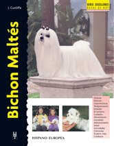 Bichon maltés maltese d'occasion  Livré partout en France
