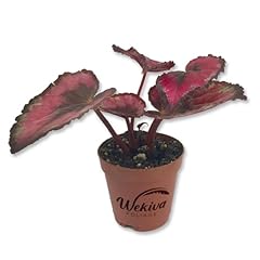 Red kiss begonia for sale  Delivered anywhere in USA 