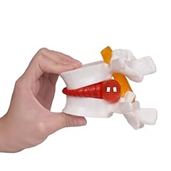 Nlshan human anatomical for sale  Delivered anywhere in USA 