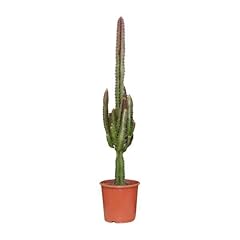 Euphorbia trigona rubra usato  Spedito ovunque in Italia 