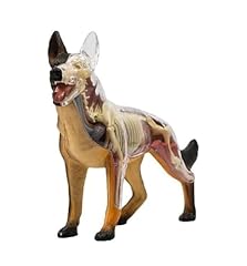 Uigjiog modello anatomia usato  Spedito ovunque in Italia 