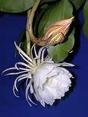 Epiphyllum oxypetalum flower d'occasion  Livré partout en France