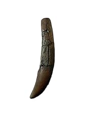Allosaurus tooth replica for sale  Delivered anywhere in USA 