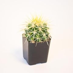 Cactus golden barrel for sale  Delivered anywhere in USA 