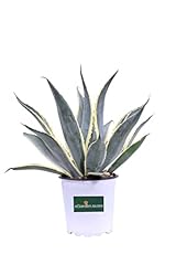 Pianta agave pianta usato  Spedito ovunque in Italia 