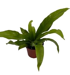 Japanese bird nest for sale  Delivered anywhere in USA 