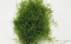 Live guppy grass for sale  Delivered anywhere in UK