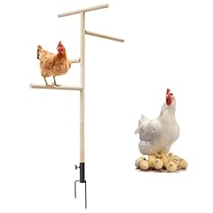 Extra large chicken for sale  Delivered anywhere in USA 