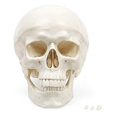 Elementary anatomy cranio usato  Spedito ovunque in Italia 