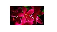 Plumeria inch hawaiian for sale  Delivered anywhere in USA 