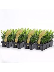 Bosso buxus microphylla usato  Spedito ovunque in Italia 