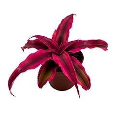 Bubbleblooms cryptanthus bivit for sale  Delivered anywhere in USA 