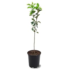 Kieffer pear tree for sale  Delivered anywhere in USA 