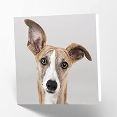 Maturi greyhound dog for sale  Delivered anywhere in UK
