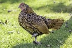 Bantam chicken hatching for sale  Delivered anywhere in USA 