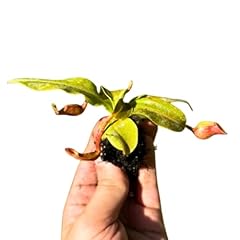 Live nepenthes st. for sale  Delivered anywhere in USA 