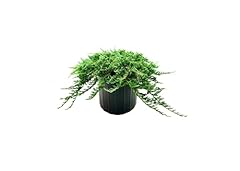 Blue rug juniper for sale  Delivered anywhere in USA 