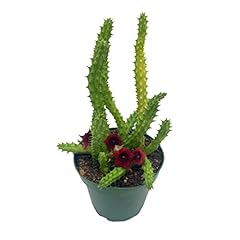 Bubbleblooms huernia red for sale  Delivered anywhere in USA 