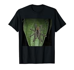 Pink toe tarantula for sale  Delivered anywhere in USA 