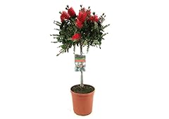 Plant box callistemon usato  Spedito ovunque in Italia 