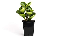 Plants post green for sale  Delivered anywhere in USA 