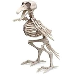 Atosa squelette oiseau d'occasion  Livré partout en France
