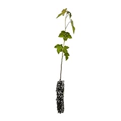 American sweetgum small for sale  Delivered anywhere in USA 