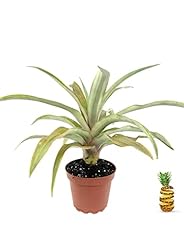 Pineapple plant live for sale  Delivered anywhere in USA 