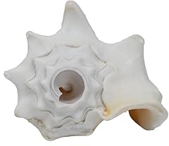 Small bahama conch for sale  Delivered anywhere in USA 