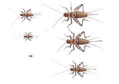 Mealworm company livefoods for sale  Delivered anywhere in UK