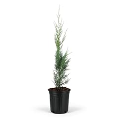 Skyrocket juniper tree for sale  Delivered anywhere in USA 