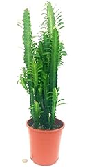 Euphorbia trigona vaso usato  Spedito ovunque in Italia 