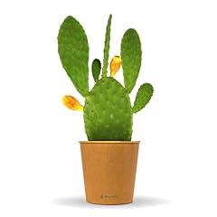 Bloomify feigenkaktus pflanze gebraucht kaufen  Wird an jeden Ort in Deutschland