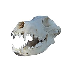 K99 dog skull for sale  Delivered anywhere in UK