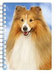 Shetland sheepdog dog for sale  Delivered anywhere in UK