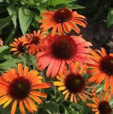 Echinacea skipper orange for sale  Delivered anywhere in UK