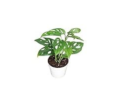Monstera adansonii swiss for sale  Delivered anywhere in USA 