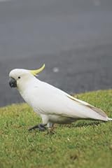 Cockatoo journal blank for sale  Delivered anywhere in UK