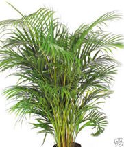 Bamboo palm seeds for sale  Delivered anywhere in USA 